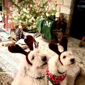 Meet your Posher, Annie